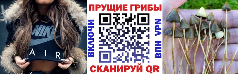 Псилоцибиновые грибы Psilocybe  дарк нет клад  Новоржев 